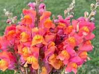Львиный зев (Антирринум) большой (Opus F1)