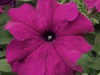 Петуния крупноцветковая (Tritunia F1)