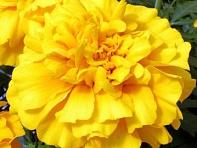 Бархатцы триплоидные (Zenith F1)