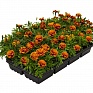 Бархатцы отклоненные (Tagetes patula)