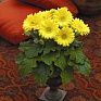 Гербера Джеймсона (Gerbera jemesonii)