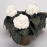 Бегония клубневая махровая (Begonia tuberhybrida)