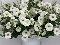 Петуния ампельная многоцветковая