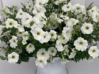 Петуния ампельная многоцветковая (Piramide F1)