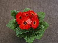 Гербера Джемсона (Royal F1)