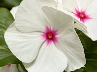 Катарантус розовый (Cora XDR F1)