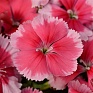 Гвоздика китайская (Dianthus chinensis)