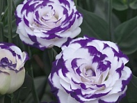 Лизиантус (Эустома) крупноцветковый (Croma F1)