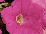 Петуния ампельная гибридная (Easy Wave F1)