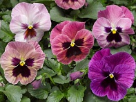 Виола Виттрока