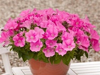Петуния ампельная гибридная (E3 Easy Wave F1)