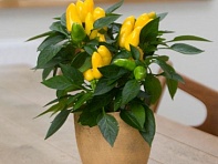 Перец летний (Samba XL)