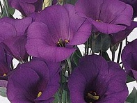 Лизиантус (Эустома) крупноцветковый (Laguna F1)