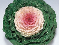 Декоративная капуста (Pigeon F1)