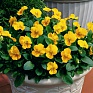 Виола рогатая (Viola cornuta)
