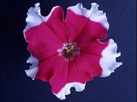 Петуния крупноцветковая (Donna F1)