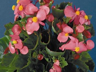 Бегония вечноцветущая (зеленая листва) (Eureka F1)