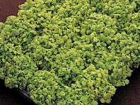 Пиретрум девичий (Golden Moss)