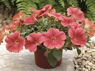 Петуния ампельная гибридная