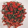 Бегония клубневая махровая ампельная (Begonia tuberhybrida)