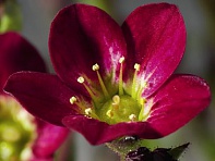 Камнеломка Арендса (Highlander)