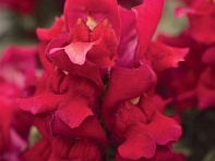 Львиный зев (Антирринум) большой (Snapshot F1)