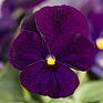 Виола рогатая (Viola cornuta)