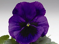 Виола Виттрока