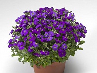 Аубриета гибридная (Audrey F1)