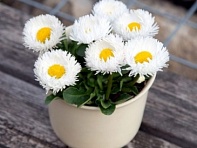 Маргаритка многолетняя (Bam Bam)