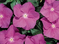 Катарантус розовый (Heatwave)