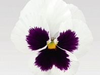 Виола виттрока