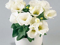 Лизиантус (Эустома) крупноцветковый (Carmen F1)