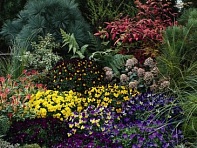 Виола рогатая (Endurio F1)