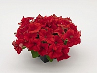 Петуния крупноцветковая (Success! 360° F1)