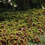 Колеус гибридный (Coleus х hybrida)