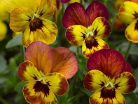 Виола рогатая (Deltini F1)