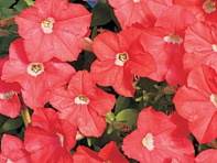 Петуния мелкоцветковая (Karlik F1)