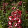 Пенстемон Хартвига (Penstemon hartwegii)