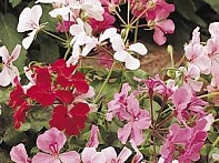 Пеларгония плющелистная