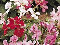 Пеларгония плющелистная (Summer Showers F1)