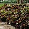 Колеус гибридный (Coleus х hybrida)