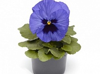 Виола Виттрока