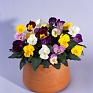 Виола рогатая (Viola cornuta)