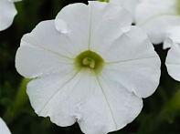 Петуния ампельная гибридная