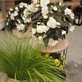 Бегония клубневая махровая ампельная (Begonia tuberhybrida)