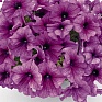 Петуния крупноцветковая (Petunia grandiflora)
