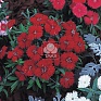 Гвоздика китайская (Dianthus chinensis)