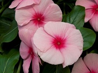 Катарантус розовый ампельный (Cora Cascade F1)