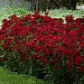 Гвоздика турецкая (Dianthus barbatus)